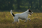 running Parson Russell Terrier