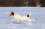 running Parson Russell Terrier