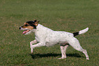 running Parson Russell Terrier