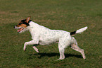 running Parson Russell Terrier