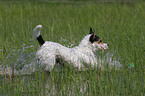 running Parson Russell Terrier