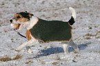 running Parson Russell Terrier