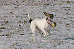 Parson Russell Terrier in the snow