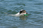 Parson Russell Terrier in the water