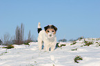 Parson Russell Terrier in the snow