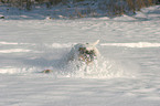 Parson Russell Terrier in the snow