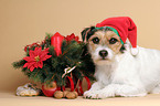 Parson Russell Terrier as Christmas Dog