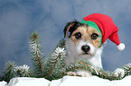 Parson Russell Terrier as Christmas Dog