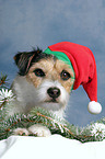 Parson Russell Terrier as Christmas Dog