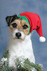 Parson Russell Terrier as Christmas Dog