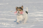 Parson Russell Terrier plays in the snow