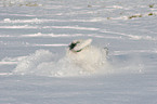 Parson Russell Terrier in the snow