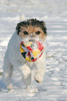 Parson Russell Terrier plays in the snow