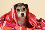 Parson Russell Terrier under blanket