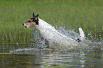 running Parson Russell Terrier