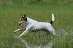 running Parson Russell Terrier