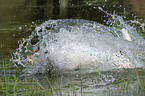 splashing Parson Russell Terrier