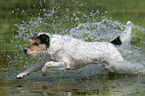 running Parson Russell Terrier