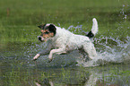 running Parson Russell Terrier