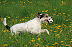 playing Parson Russell Terrier