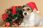 Parson Russell Terrier as Christmas Dog