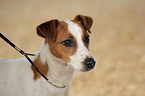 Parson Russell Terrier Portrait