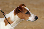 Parson Russell Terrier Portrait