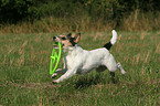 playing Parson Russell Terrier