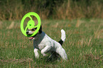 playing Parson Russell Terrier