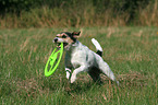 playing Parson Russell Terrier