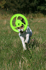 playing Parson Russell Terrier