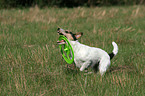 playing Parson Russell Terrier