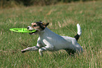 playing Parson Russell Terrier