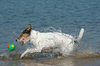 playing Parson Russell Terrier