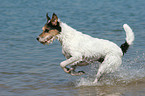 running Parson Russell Terrier