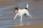 running Parson Russell Terrier