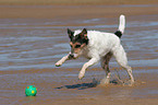 playing Parson Russell Terrier