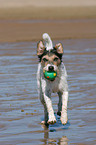 playing Parson Russell Terrier