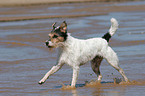 running Parson Russell Terrier