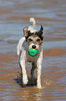 playing Parson Russell Terrier