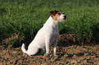 sitting Parson Russell Terrier