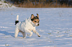 Parson Russell Terrier in the snow