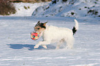 Parson Russell Terrier plays in the snow