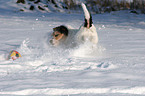 Parson Russell Terrier plays in the snow