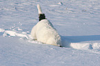 Parson Russell Terrier is digging in the snow