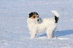 Parson Russell Terrier in the snow