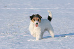 Parson Russell Terrier in the snow