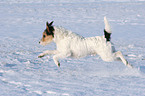 Parson Russell Terrier jumps in the snow