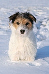 Parson Russell Terrier in the snow