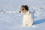 Parson Russell Terrier in the snow